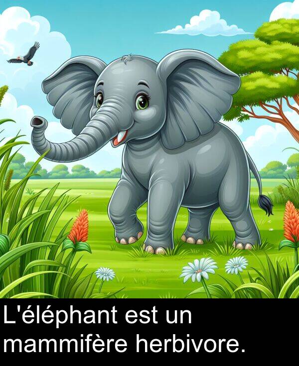 mammifère: L'éléphant est un mammifère herbivore.