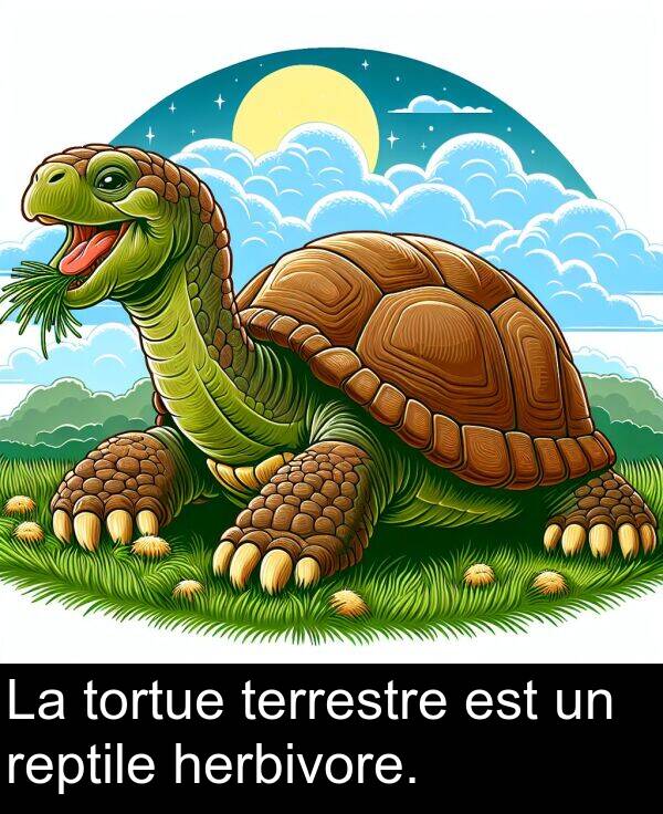 terrestre: La tortue terrestre est un reptile herbivore.