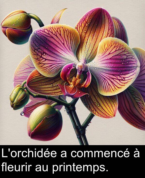 fleurir: L'orchidée a commencé à fleurir au printemps.