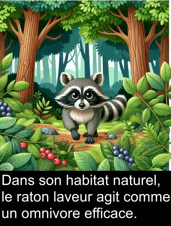 raton: Dans son habitat naturel, le raton laveur agit comme un omnivore efficace.