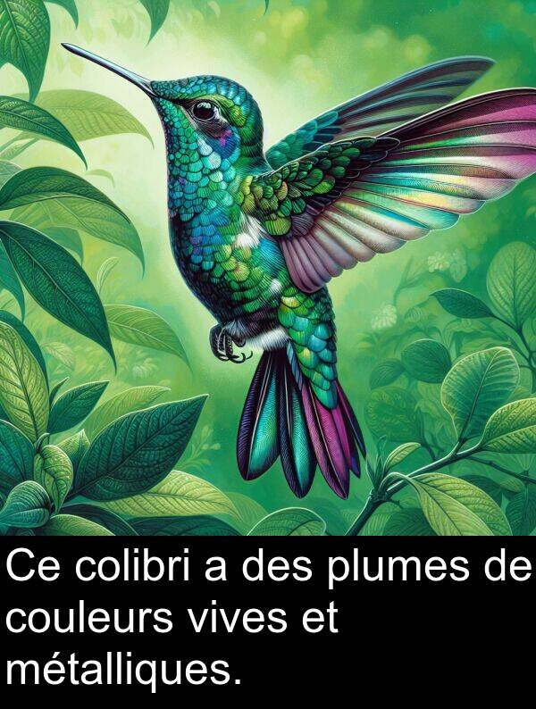 plumes: Ce colibri a des plumes de couleurs vives et métalliques.