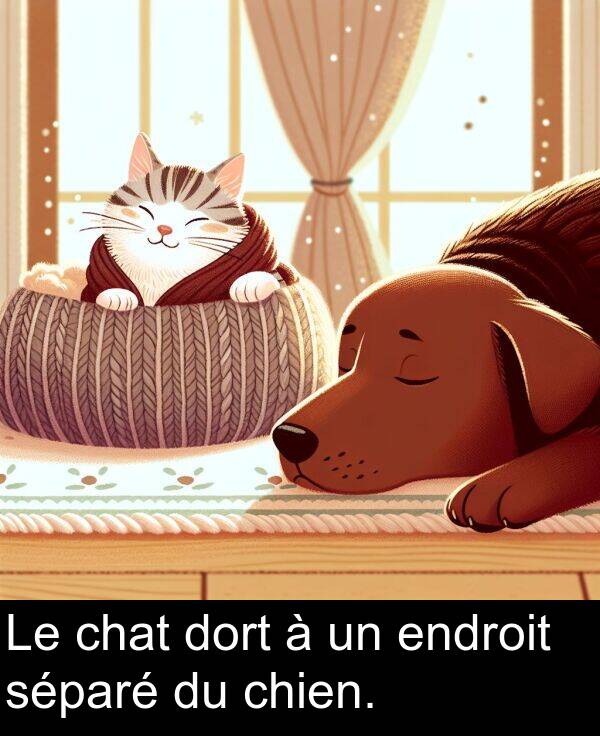 séparé: Le chat dort à un endroit séparé du chien.