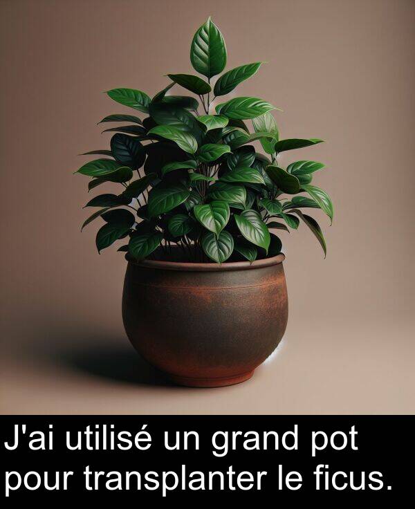 utilisé: J'ai utilisé un grand pot pour transplanter le ficus.