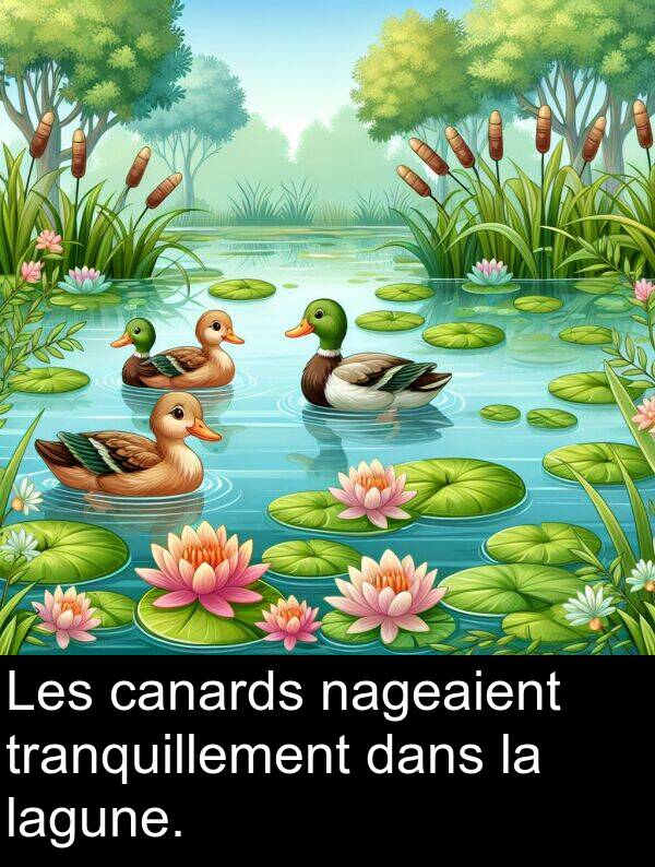 lagune: Les canards nageaient tranquillement dans la lagune.