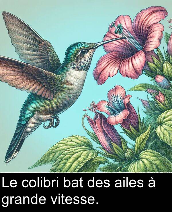 vitesse: Le colibri bat des ailes à grande vitesse.