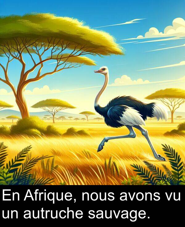 sauvage: En Afrique, nous avons vu un autruche sauvage.