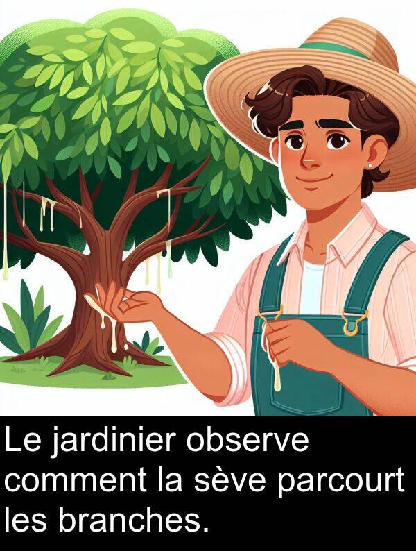 parcourt: Le jardinier observe comment la sève parcourt les branches.