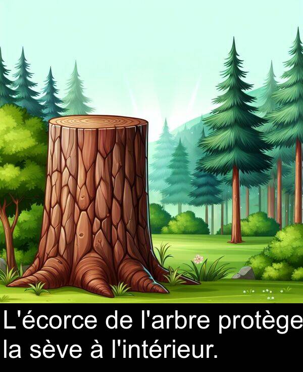 protège: L'écorce de l'arbre protège la sève à l'intérieur.