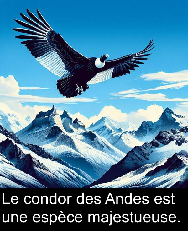 une: Le condor des Andes est une espèce majestueuse.