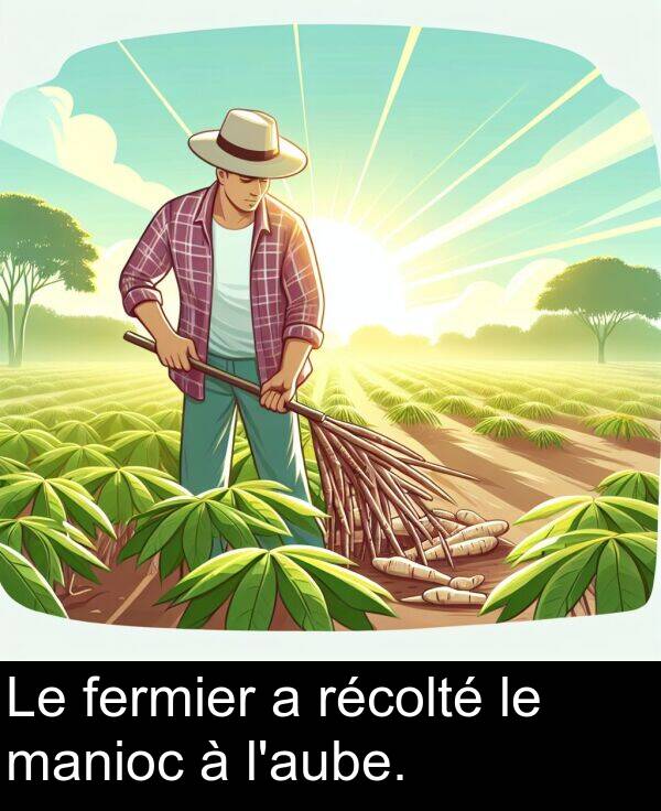 fermier: Le fermier a récolté le manioc à l'aube.