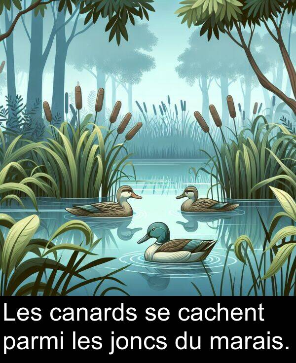 marais: Les canards se cachent parmi les joncs du marais.