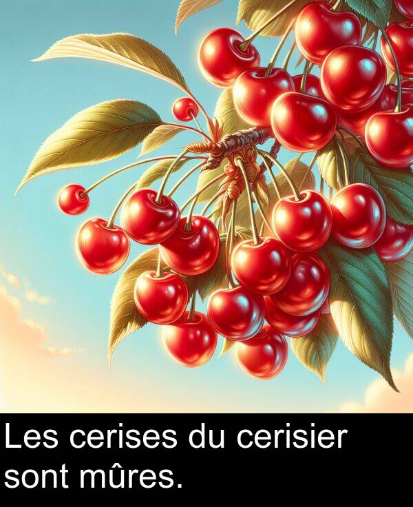 sont: Les cerises du cerisier sont mûres.