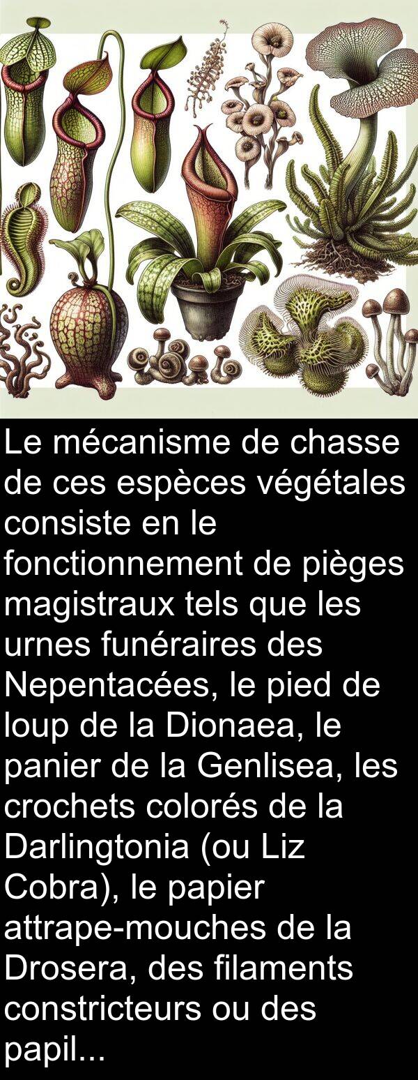 végétales: Le mécanisme de chasse de ces espèces végétales consiste en le fonctionnement de pièges magistraux tels que les urnes funéraires des Nepentacées, le pied de loup de la Dionaea, le panier de la Genlisea, les crochets colorés de la Darlingtonia (ou Liz Cobra), le papier attrape-mouches de la Drosera, des filaments constricteurs ou des papilles adhésives des champignons aquatiques du type des Zoophages.