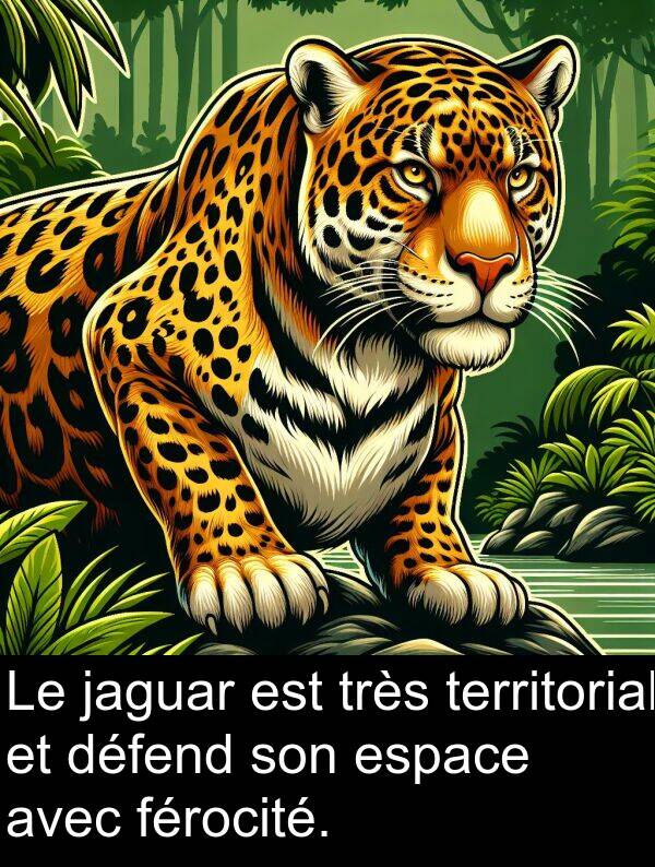 férocité: Le jaguar est très territorial et défend son espace avec férocité.