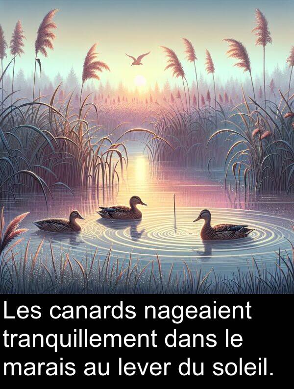 marais: Les canards nageaient tranquillement dans le marais au lever du soleil.