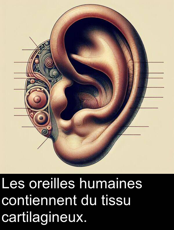 humaines: Les oreilles humaines contiennent du tissu cartilagineux.