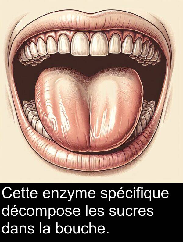 spécifique: Cette enzyme spécifique décompose les sucres dans la bouche.