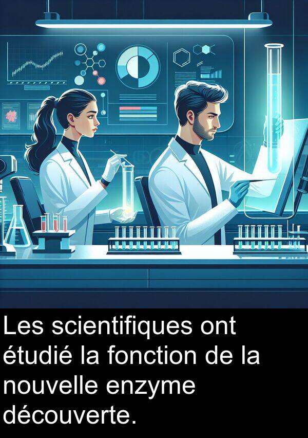 scientifiques: Les scientifiques ont étudié la fonction de la nouvelle enzyme découverte.