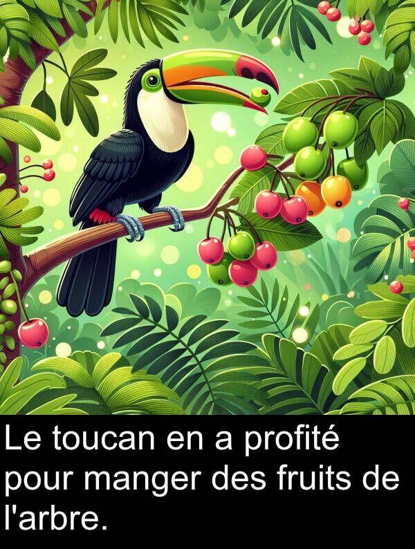 fruits: Le toucan en a profité pour manger des fruits de l'arbre.