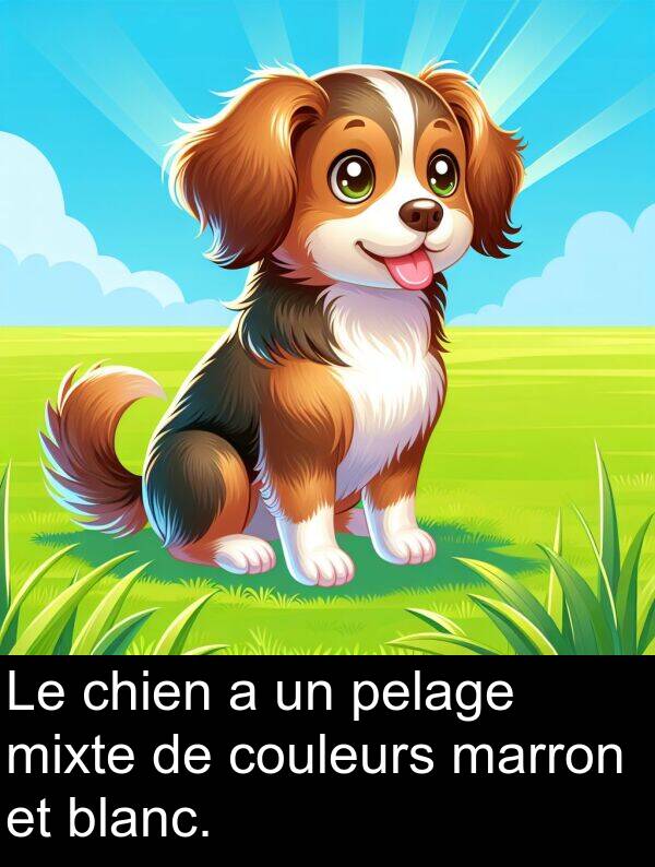 blanc: Le chien a un pelage mixte de couleurs marron et blanc.