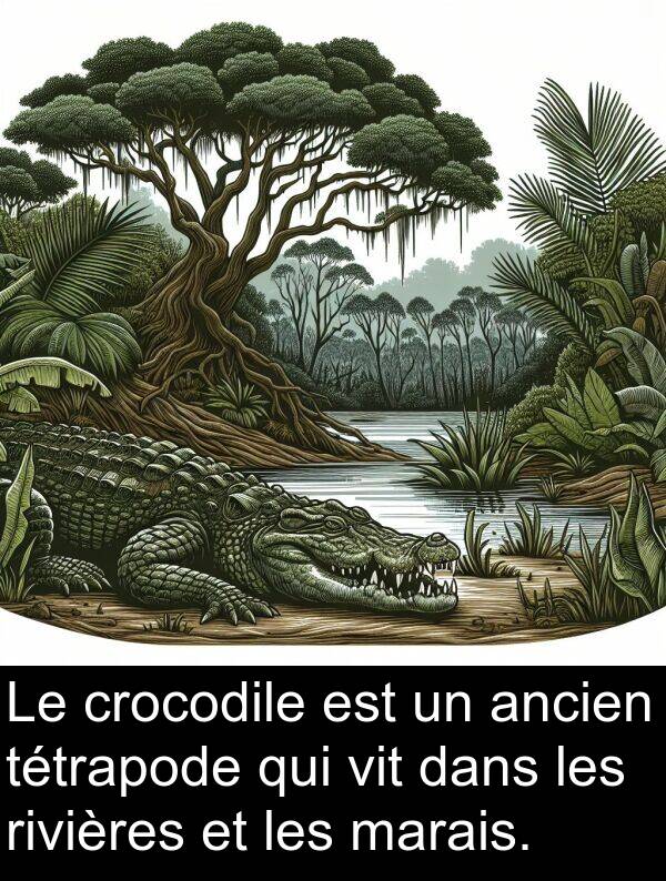 marais: Le crocodile est un ancien tétrapode qui vit dans les rivières et les marais.