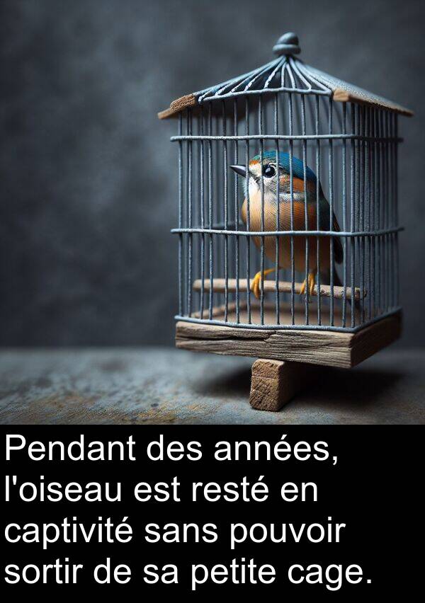 sans: Pendant des années, l'oiseau est resté en captivité sans pouvoir sortir de sa petite cage.