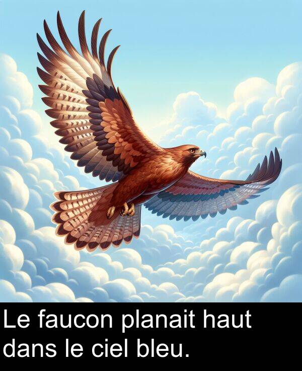 faucon: Le faucon planait haut dans le ciel bleu.