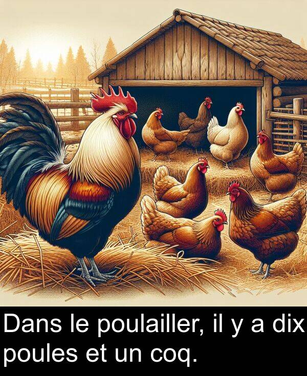 poules: Dans le poulailler, il y a dix poules et un coq.