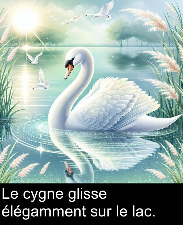 lac: Le cygne glisse élégamment sur le lac.