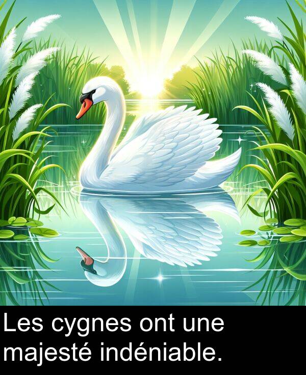 une: Les cygnes ont une majesté indéniable.