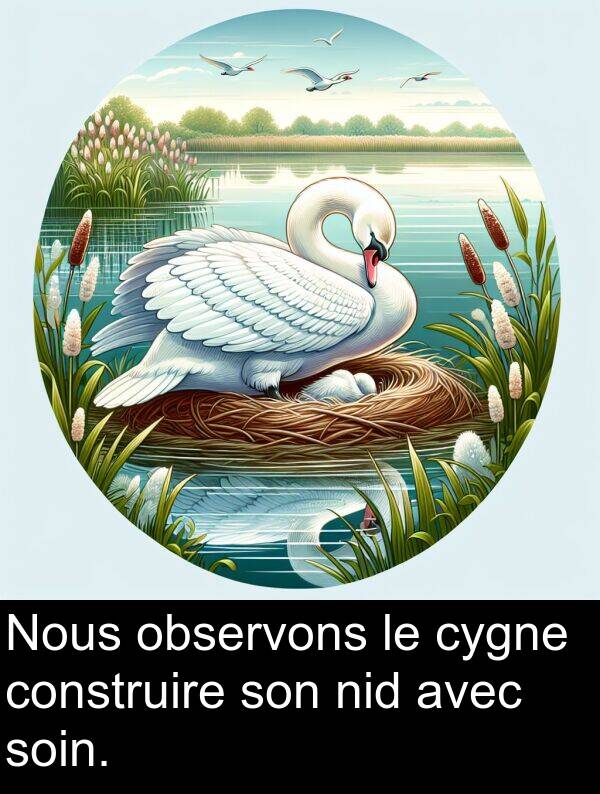 soin: Nous observons le cygne construire son nid avec soin.