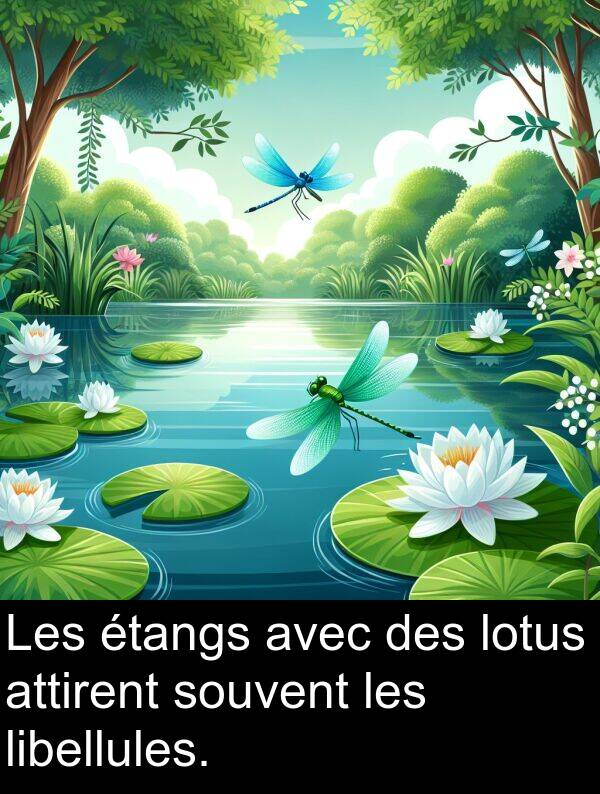 attirent: Les étangs avec des lotus attirent souvent les libellules.