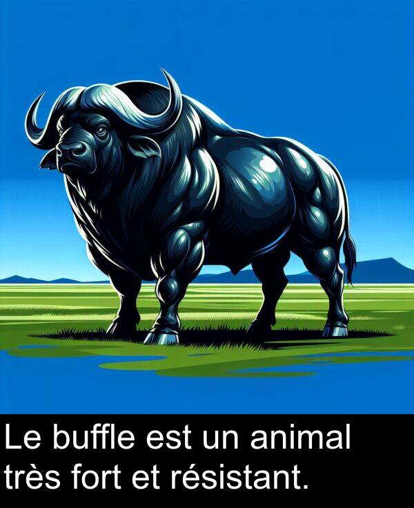 animal: Le buffle est un animal très fort et résistant.