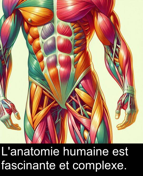 fascinante: L'anatomie humaine est fascinante et complexe.