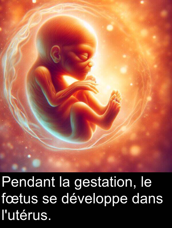 gestation: Pendant la gestation, le fœtus se développe dans l'utérus.