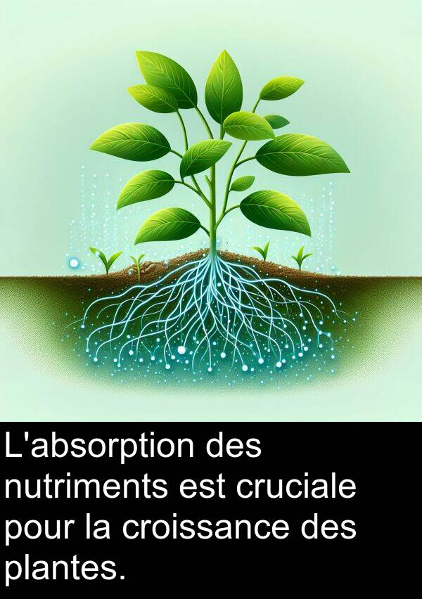 plantes: L'absorption des nutriments est cruciale pour la croissance des plantes.