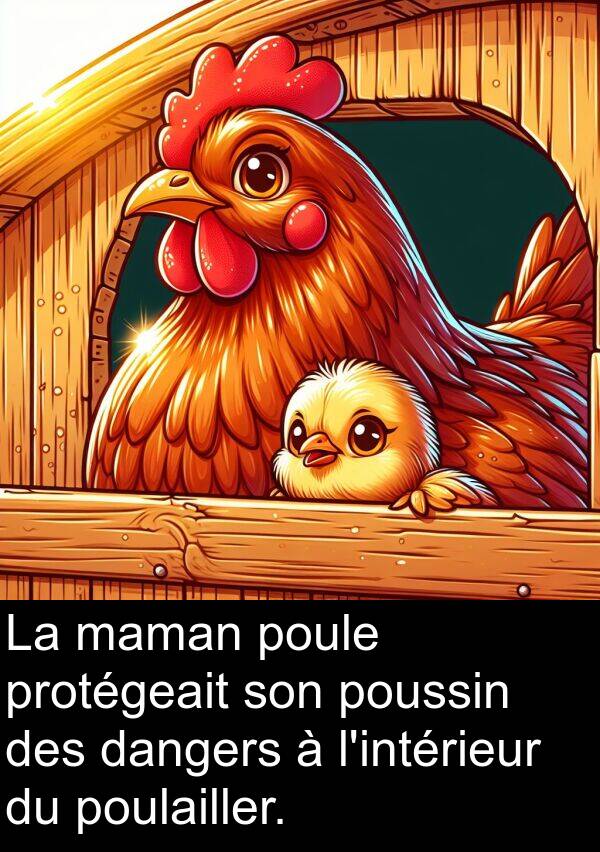 maman: La maman poule protégeait son poussin des dangers à l'intérieur du poulailler.