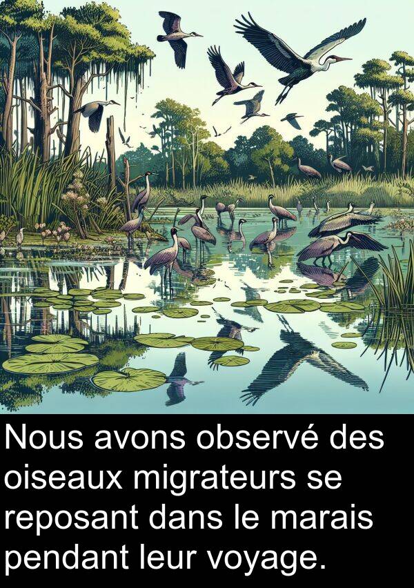 leur: Nous avons observé des oiseaux migrateurs se reposant dans le marais pendant leur voyage.