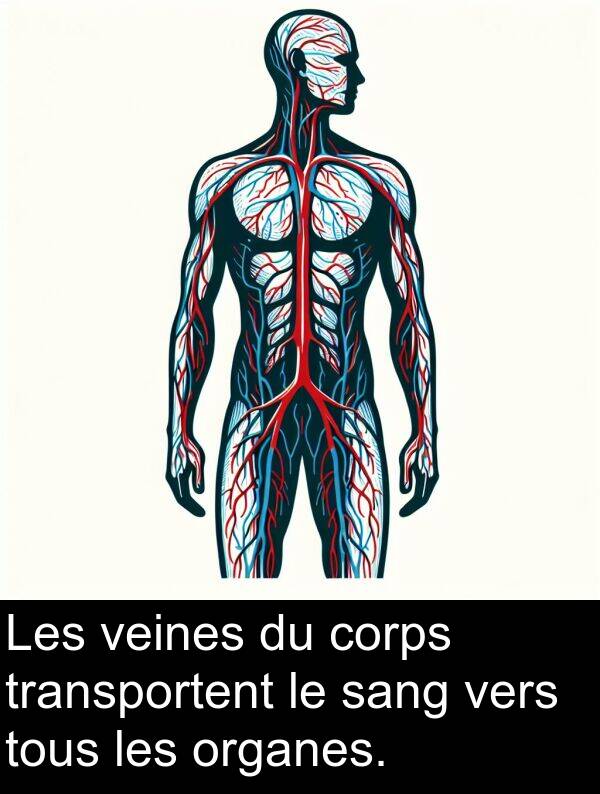 sang: Les veines du corps transportent le sang vers tous les organes.