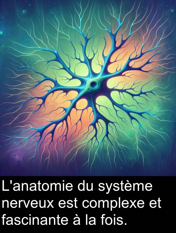 fascinante: L'anatomie du système nerveux est complexe et fascinante à la fois.