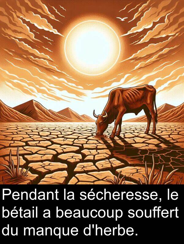 bétail: Pendant la sécheresse, le bétail a beaucoup souffert du manque d'herbe.