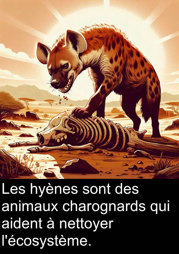 animaux: Les hyènes sont des animaux charognards qui aident à nettoyer l'écosystème.