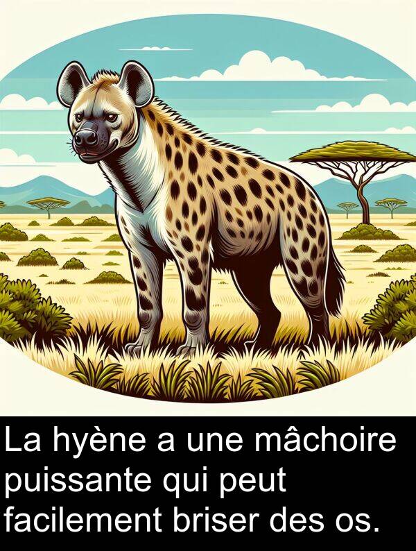 facilement: La hyène a une mâchoire puissante qui peut facilement briser des os.