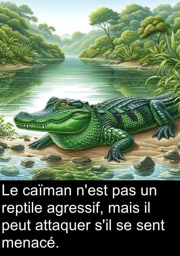 attaquer: Le caïman n'est pas un reptile agressif, mais il peut attaquer s'il se sent menacé.