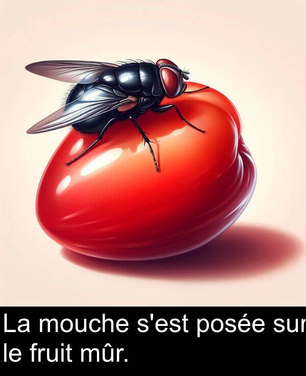 posée: La mouche s'est posée sur le fruit mûr.