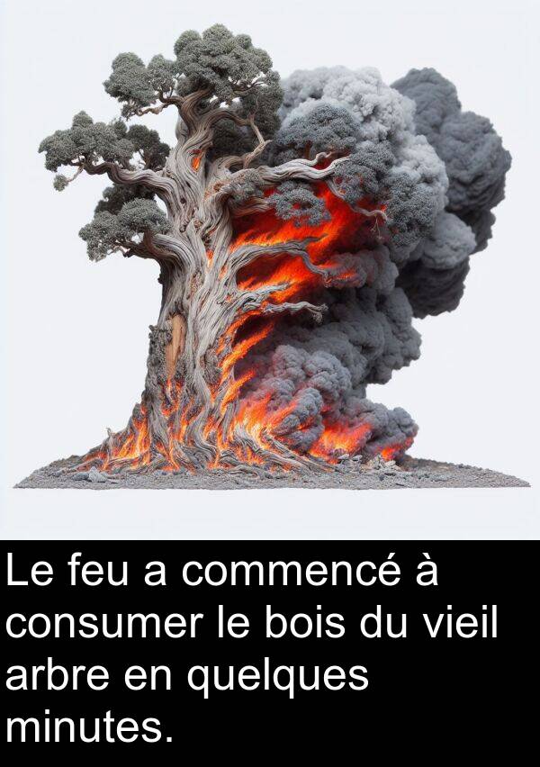 feu: Le feu a commencé à consumer le bois du vieil arbre en quelques minutes.