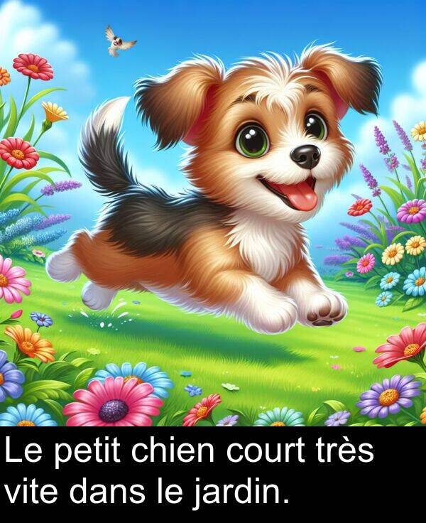 petit: Le petit chien court très vite dans le jardin.