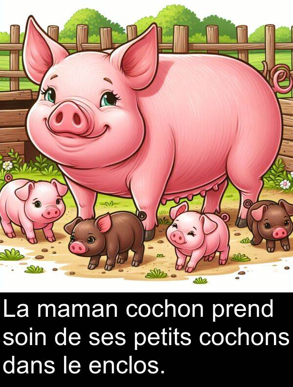 maman: La maman cochon prend soin de ses petits cochons dans le enclos.