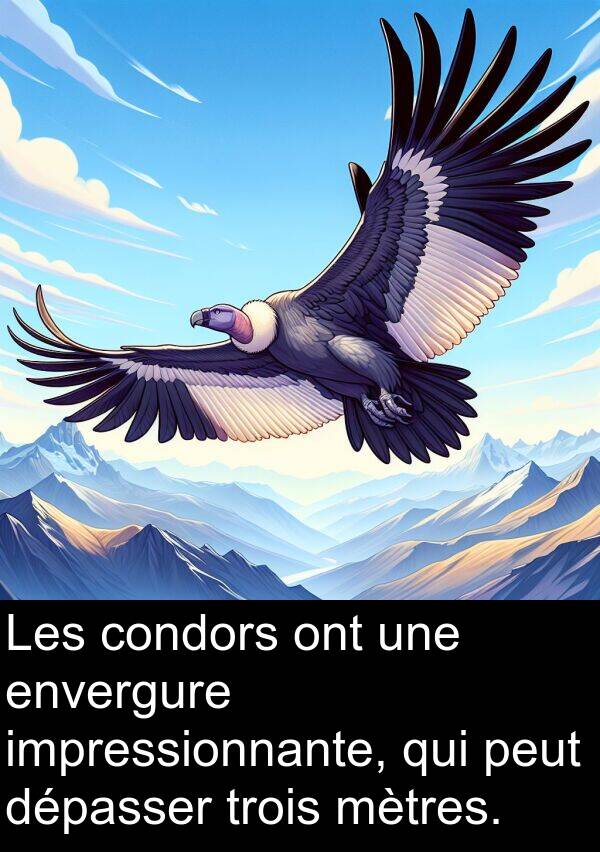 impressionnante: Les condors ont une envergure impressionnante, qui peut dépasser trois mètres.