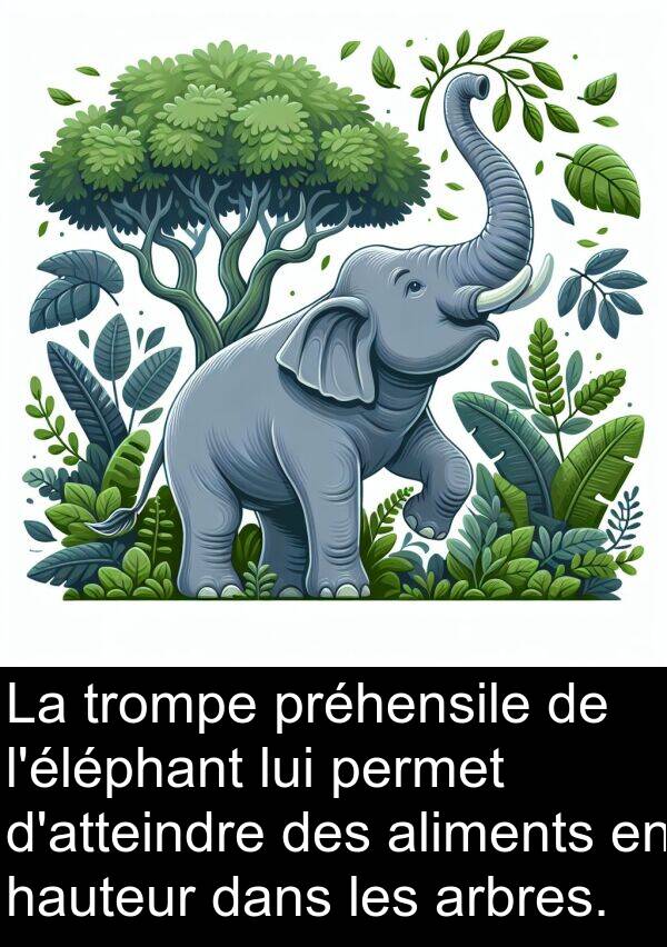 hauteur: La trompe préhensile de l'éléphant lui permet d'atteindre des aliments en hauteur dans les arbres.